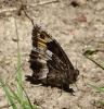 Hipparchia sp.